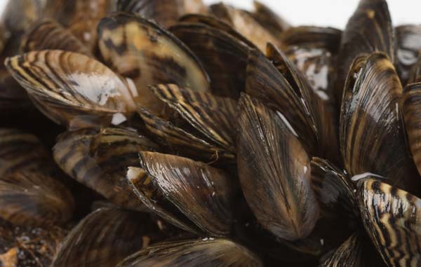 Zebra Mussel Control | Hawkins Inc.