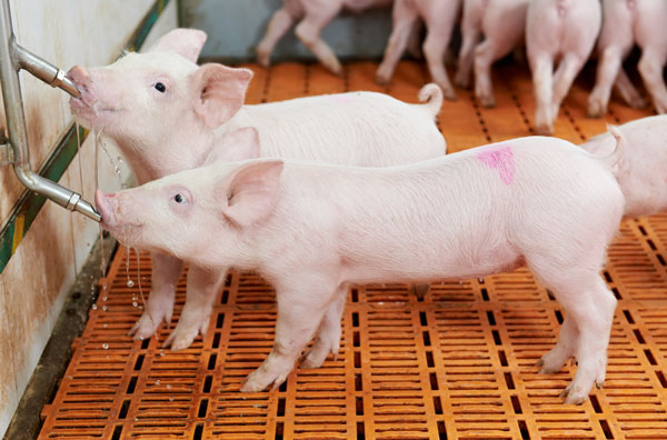 best-swine-water-treatment