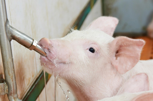 Water Treatment For Swine | Hawkins Inc.