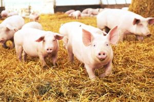 pig,-hog,-swine---water-treatment