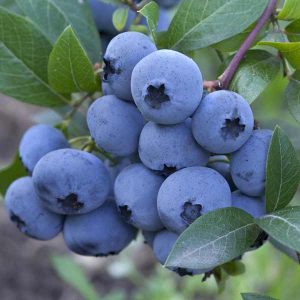 Blueberry farm- Sulfuric Acid Injection System