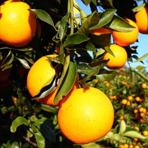 Sulfuric acid for orange-groves