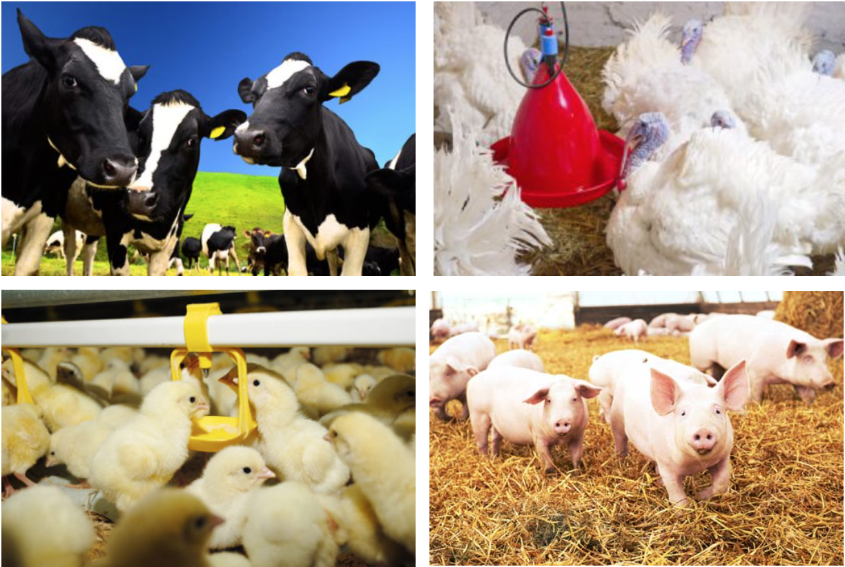 Agricultural Water Treatment. Poultry, Swine Hawkins