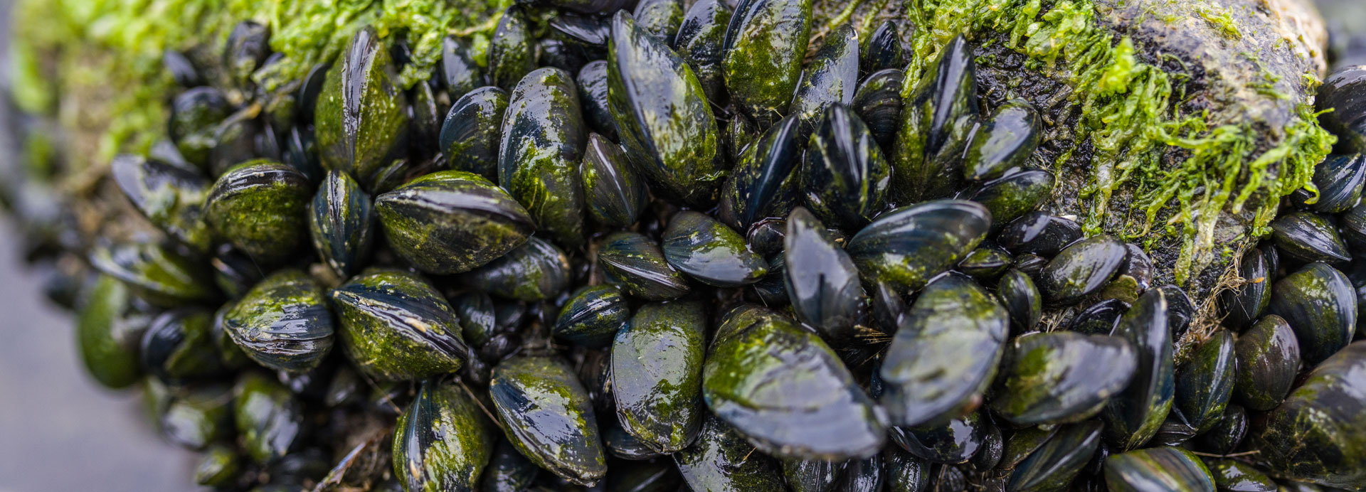 Zebra Mussel Control Supplier - Hawkins