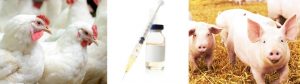 Animal Vaccine Manufacturing Chemicals