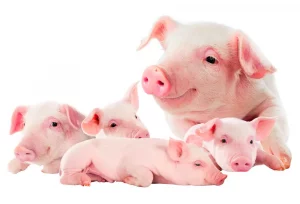 swine water treatment