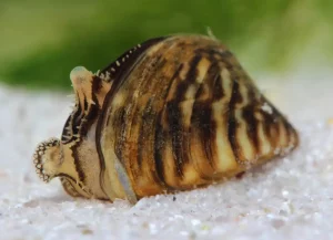 zebra mussel control