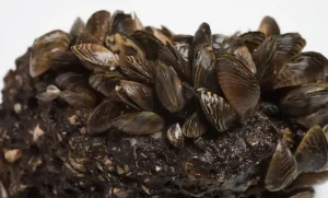 zebra mussel control