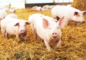 Pigs-Animal Vaccine Manufacturing Chemicals
