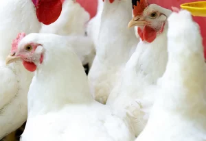 Chickens Animal Vaccine Manufacturing Chemicals