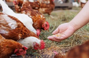 Chickens, poultry, agriculture