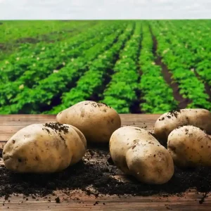 potato-Fertilizer