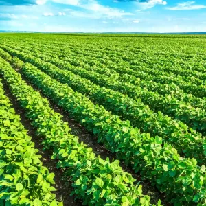 soybean-Fertilizer