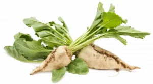 sugarbeet-fertilizer results